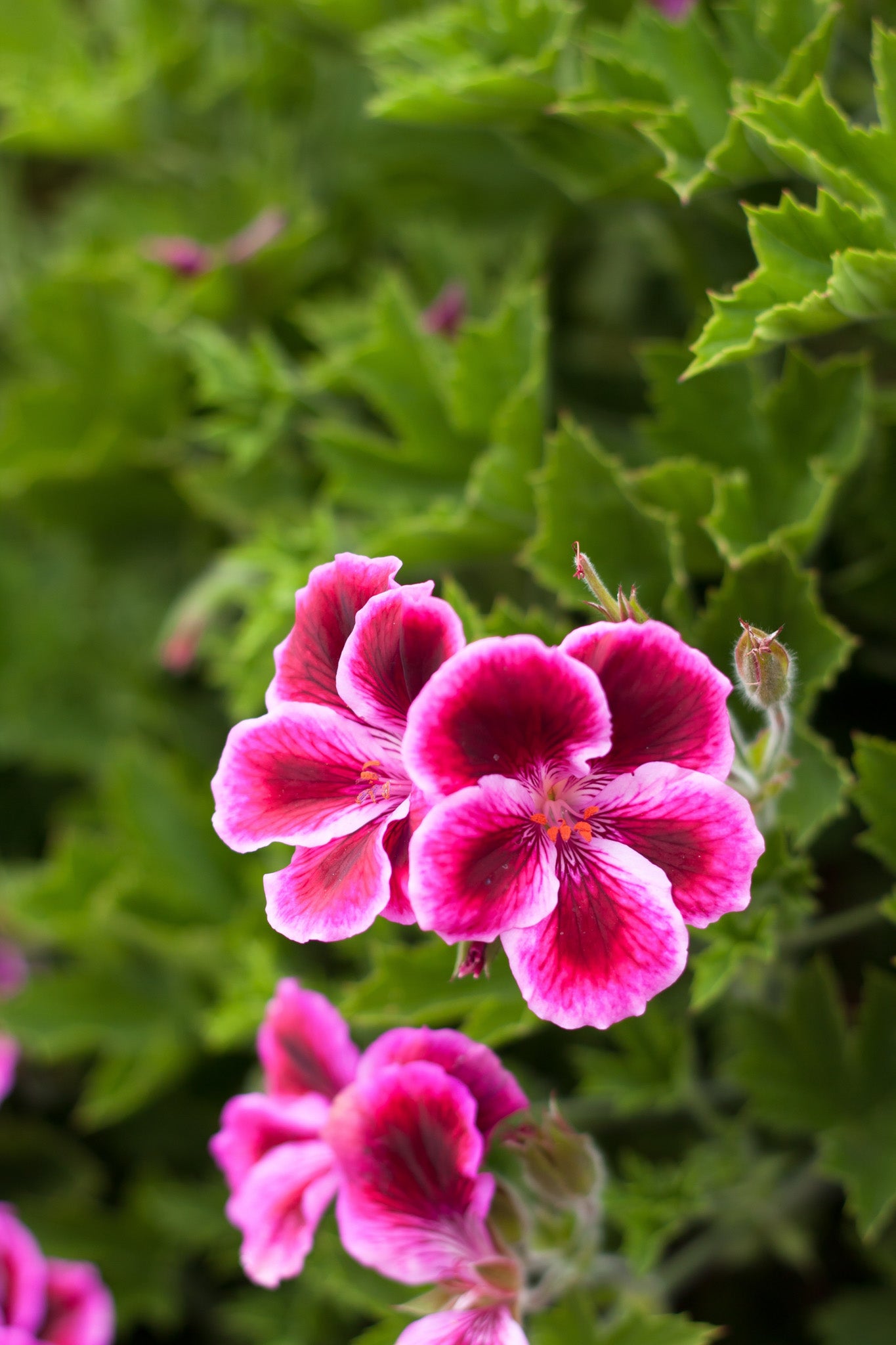 geranium essential oil blend